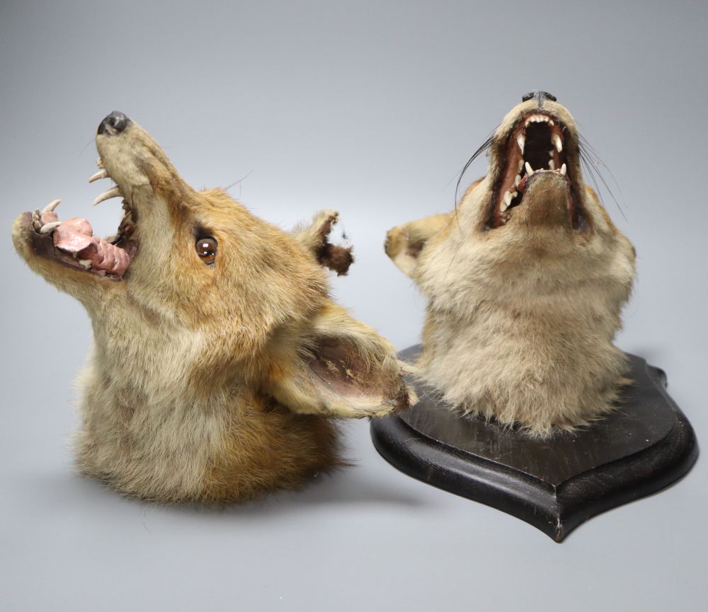 Two Rowland Ward taxidermic fox heads, one mounted